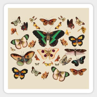 Moths Cottagecore Countrycore Goblincore Butterflies Sticker